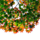 Illustration for article titled Shooting Challenge Fall Leaves Gallery 3